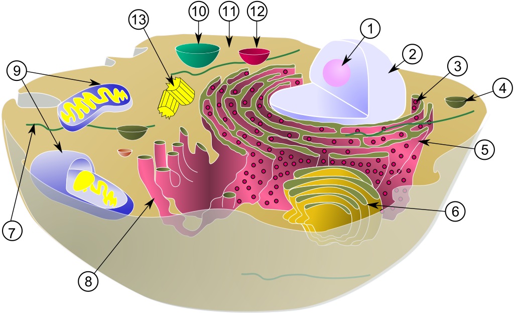 Biologi